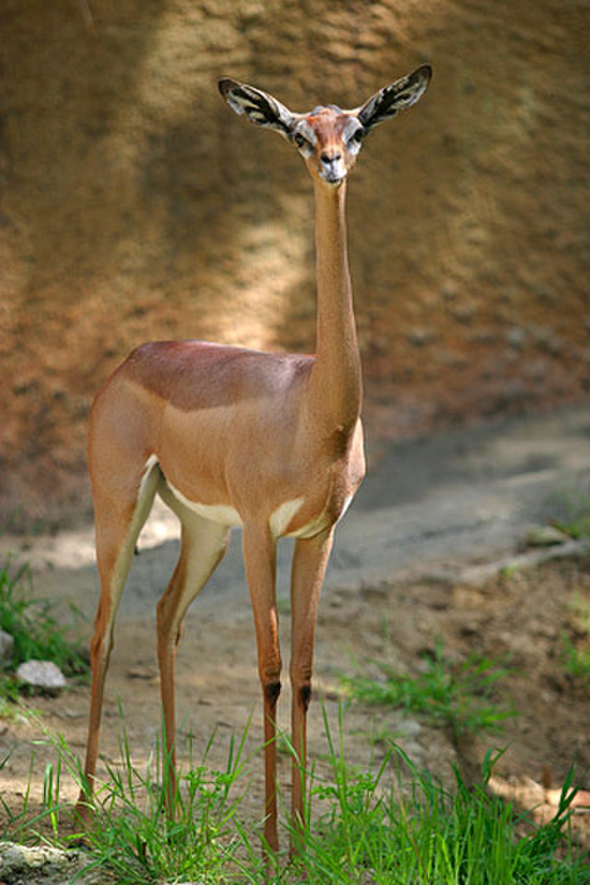 Antilopinae