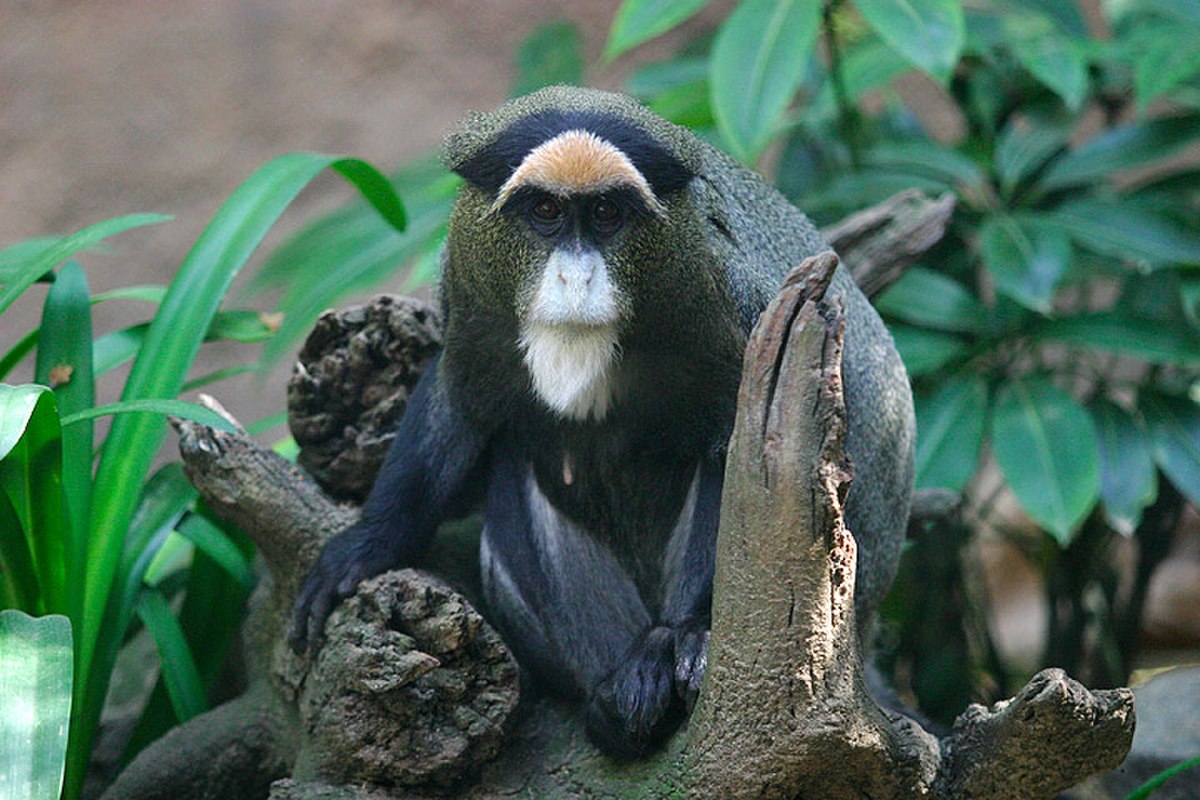 Cercopithèque