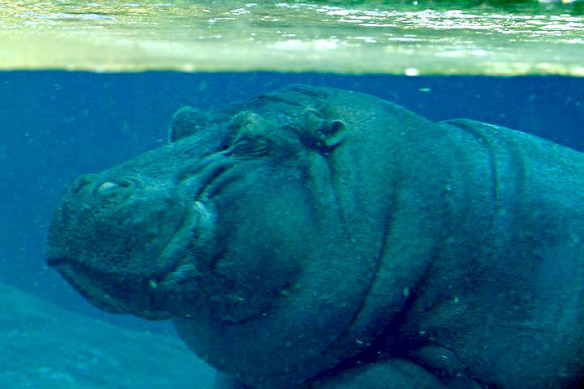 Cetancodonta