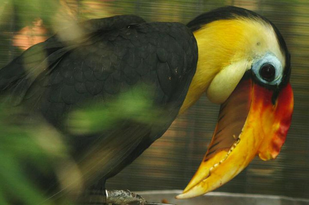 Bucerotiformes