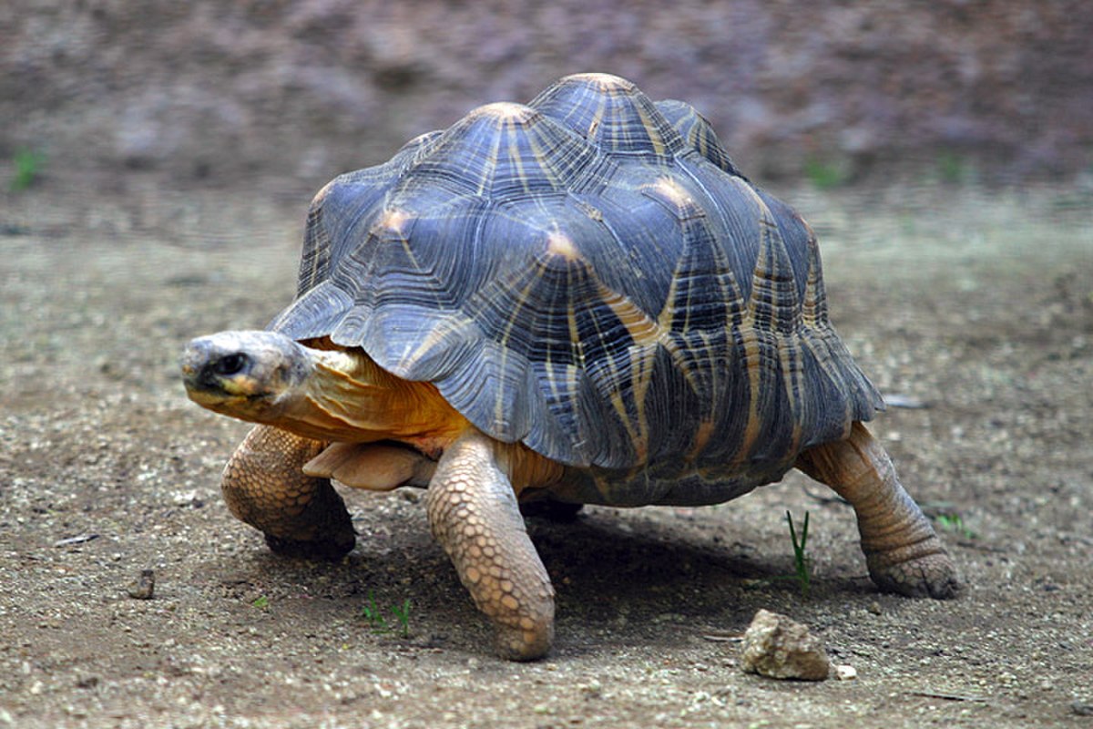 Carapace de tortue
