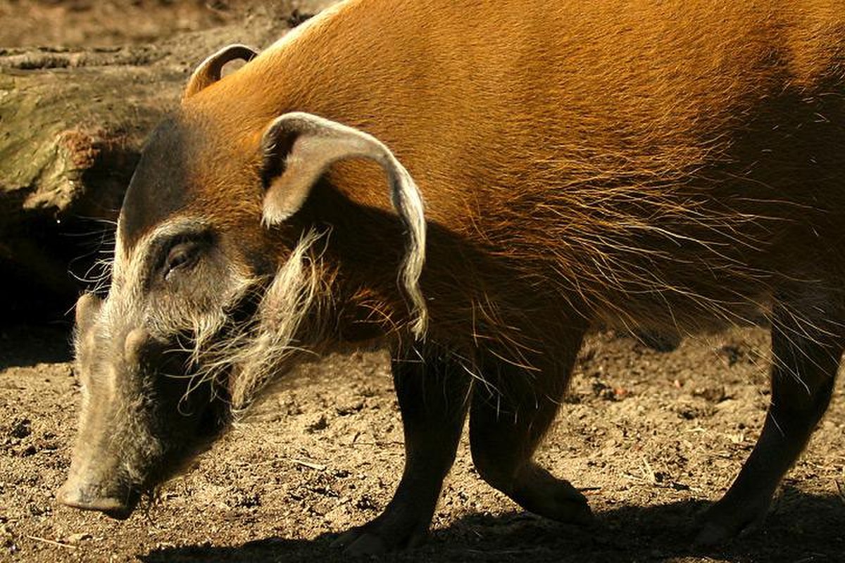 Suidae