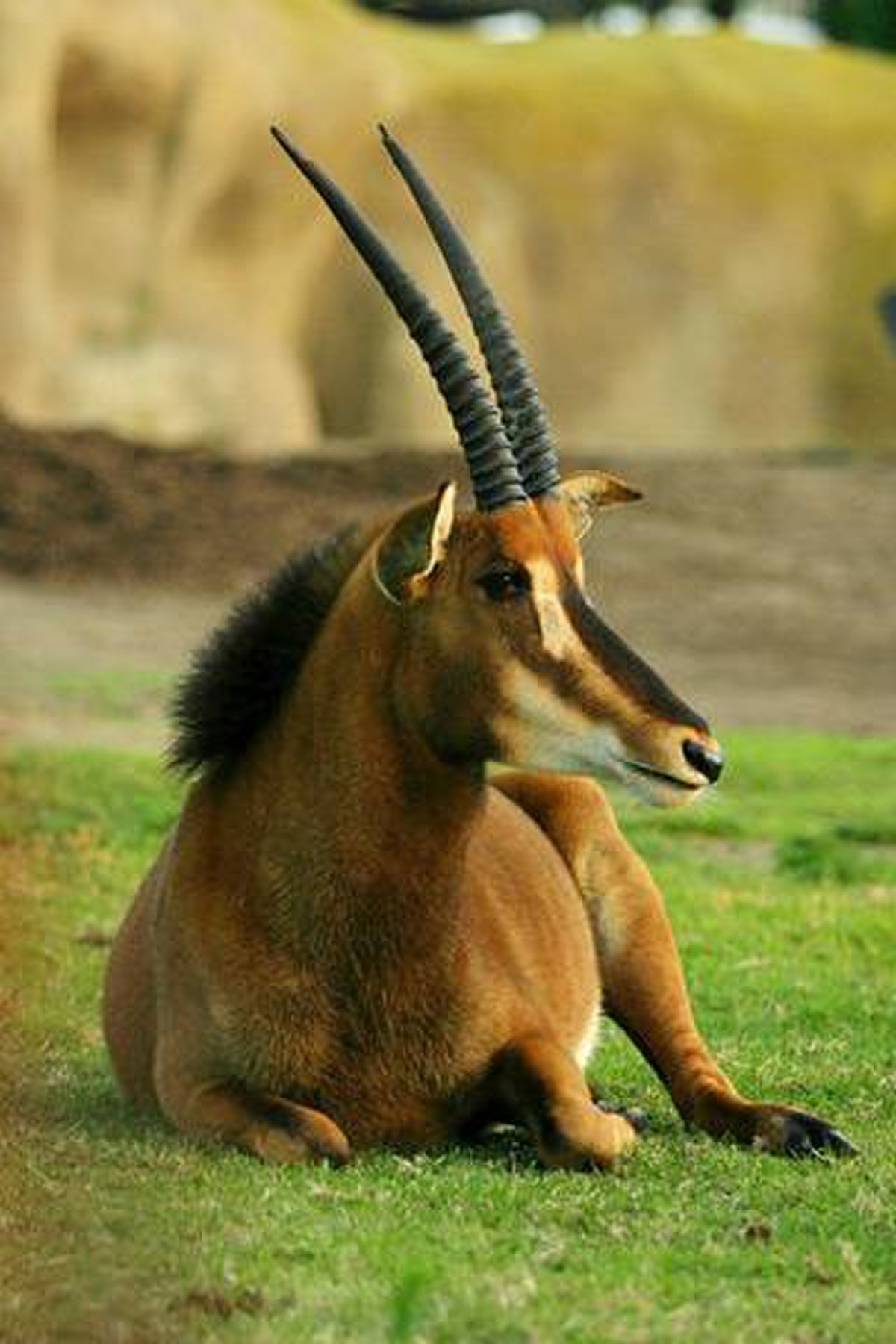 Hippotragini