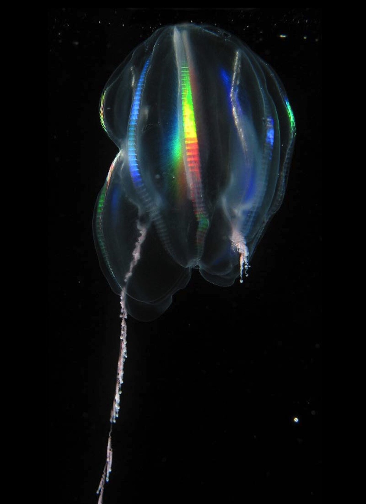 Ctenophora (classification phylogénétique)