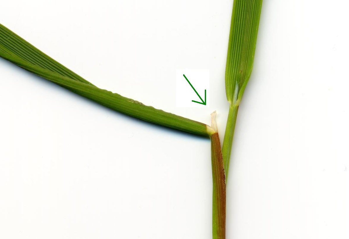 Ligule sur une feuille de graminée (Alopecurus geniculatus)