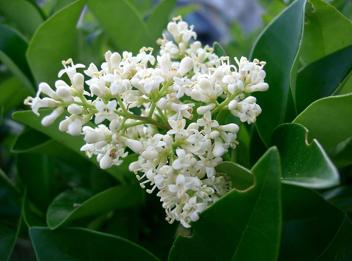 Fleurs de troène du Japon