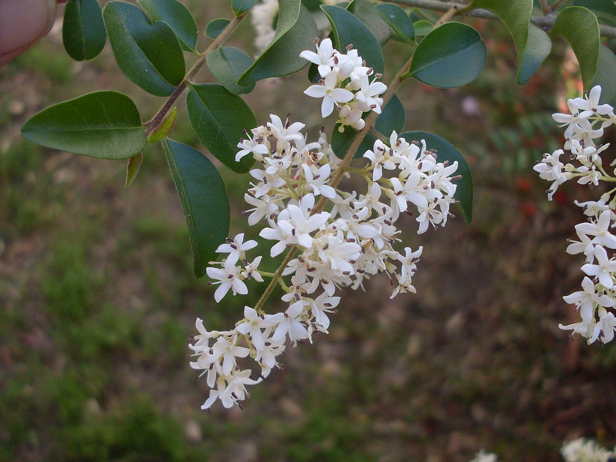 Fleurs