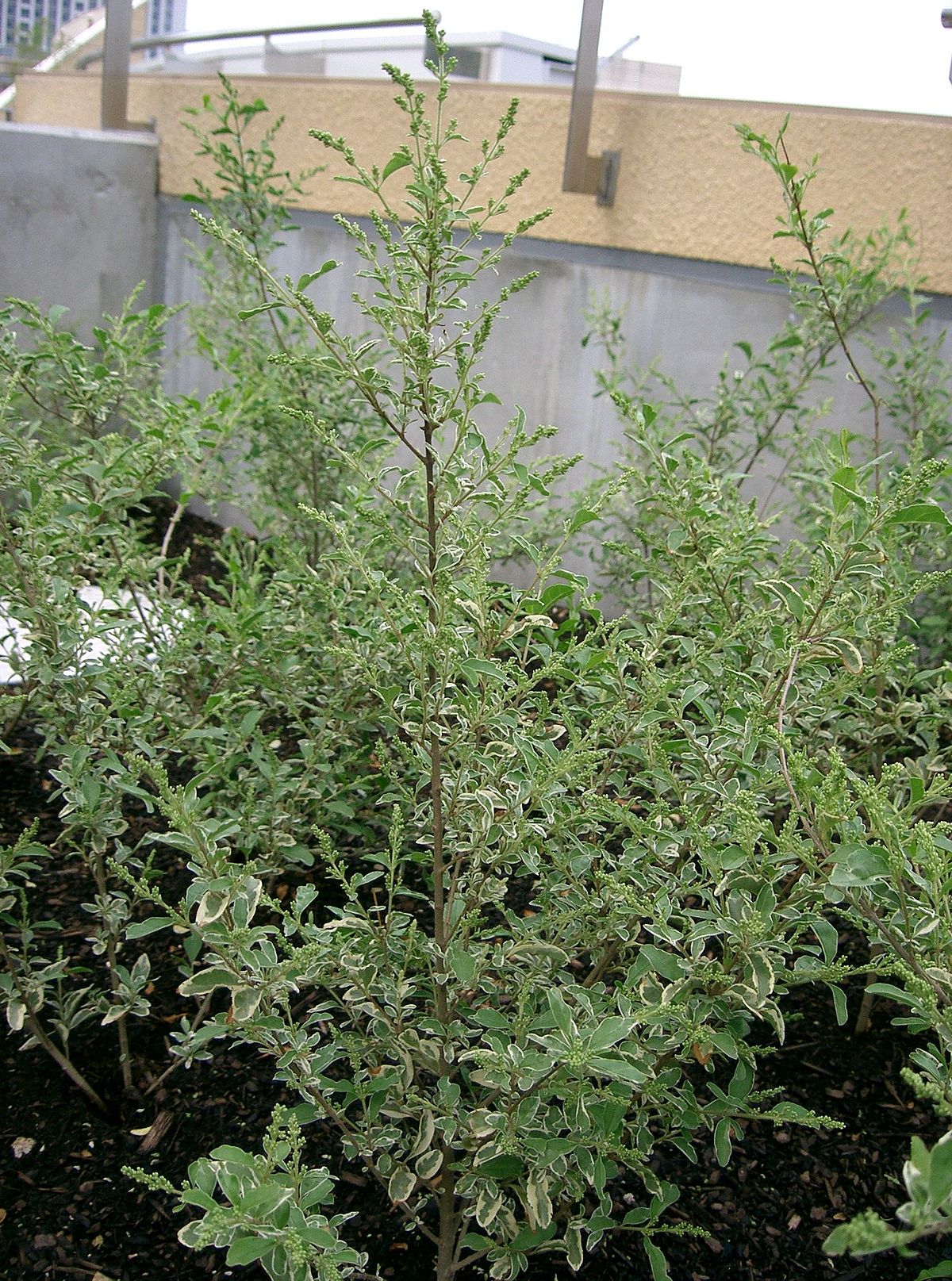 Ligustrum sinense