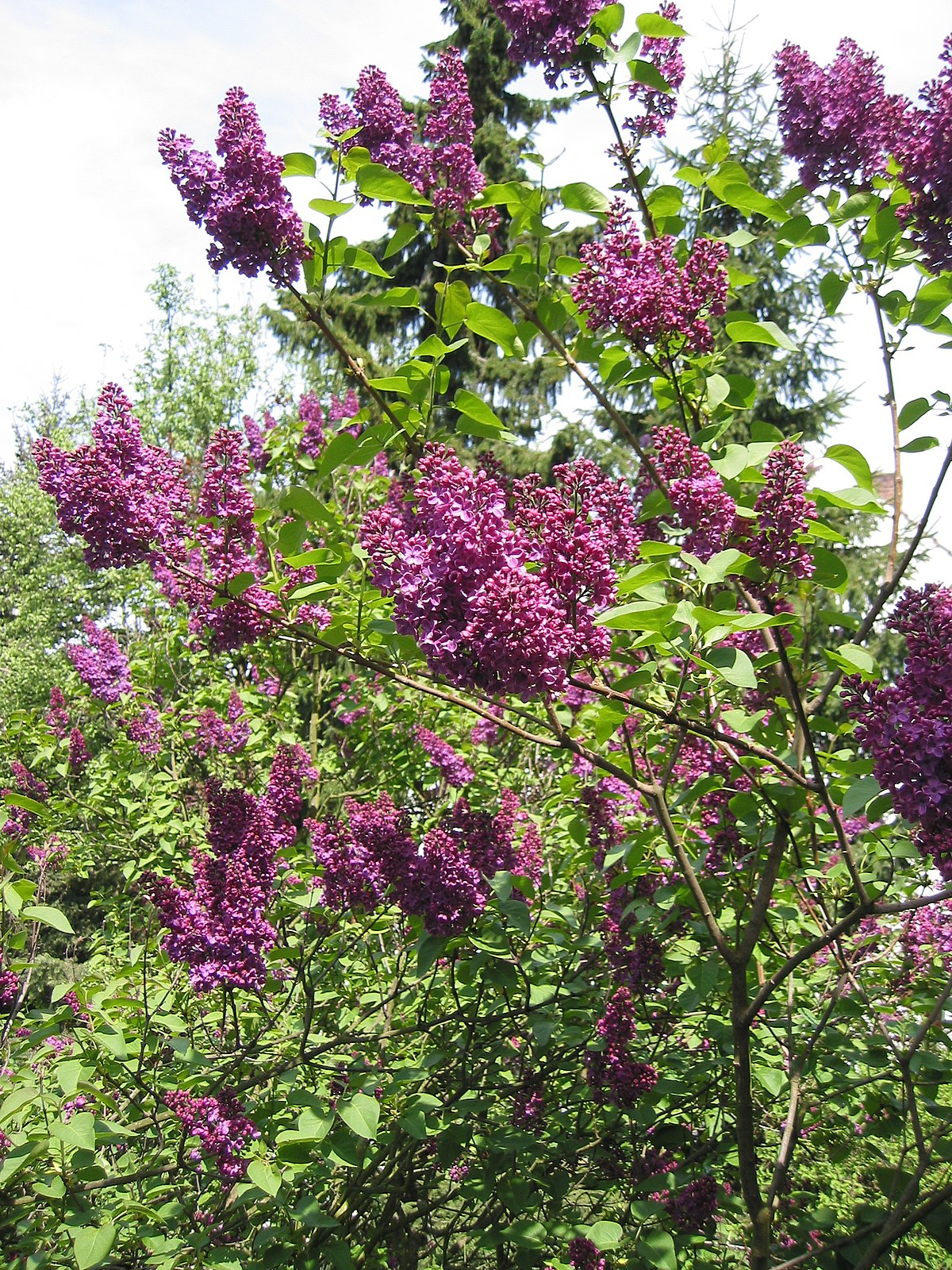 Syringa vulgaris