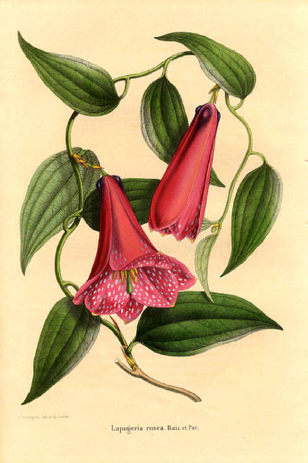 Philesiaceae