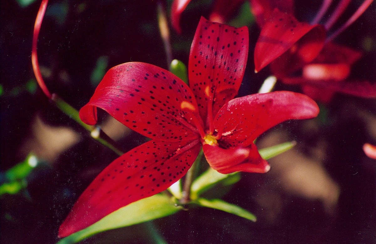 Lilium bulbiferum