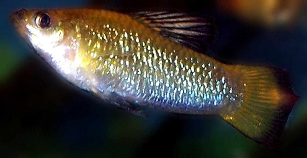 Limia