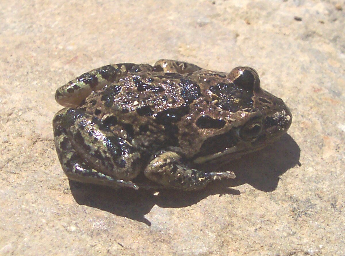 Limnodynastes fletcheri