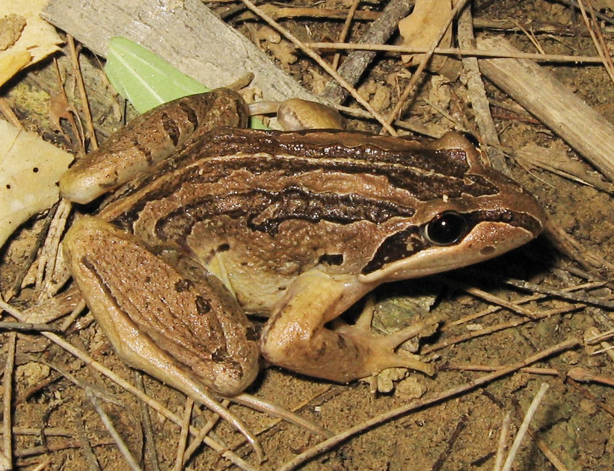 Limnodynastes peronii