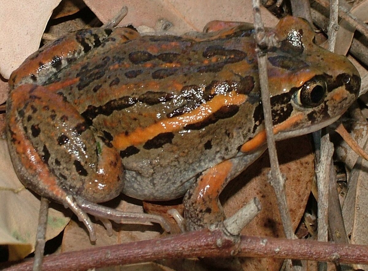 Limnodynastes salmini