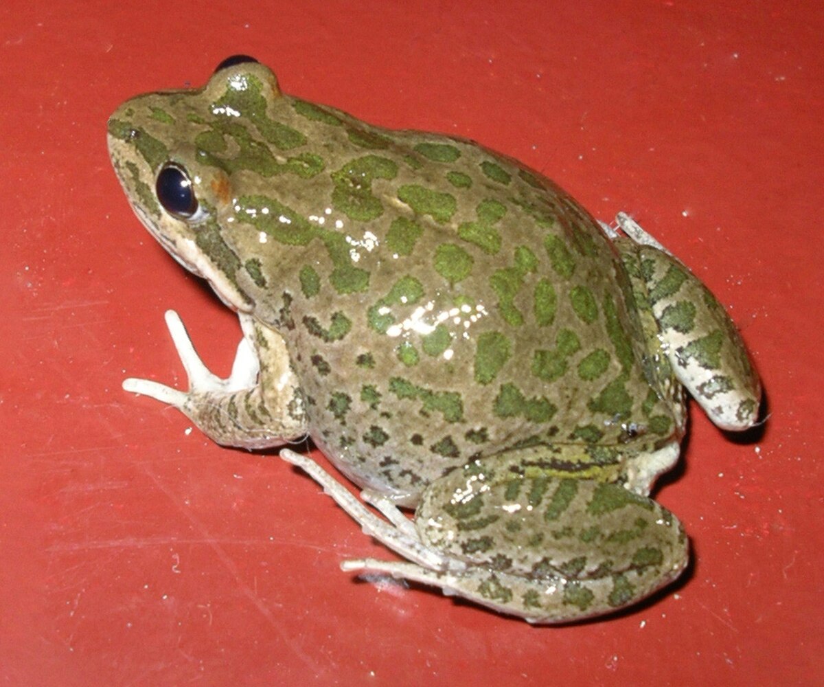 Limnodynastes tasmaniensis
