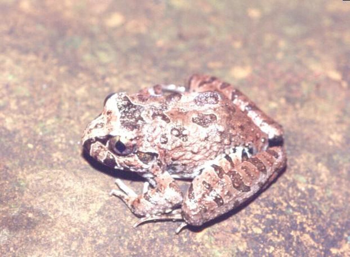 Limnomedusa macroglossa