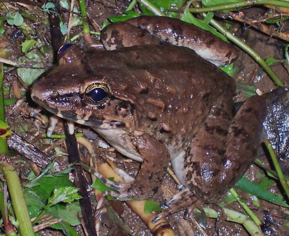 Limnonectes macrodon