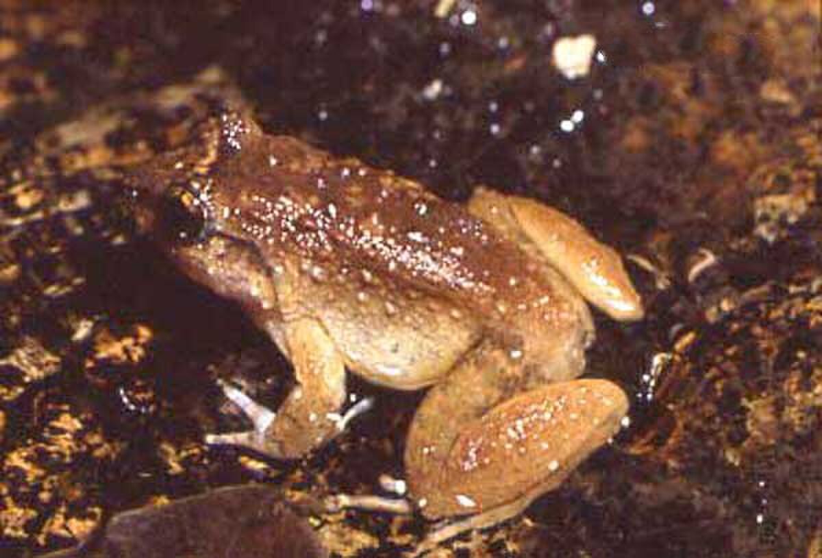 Limnonectes kohchangae