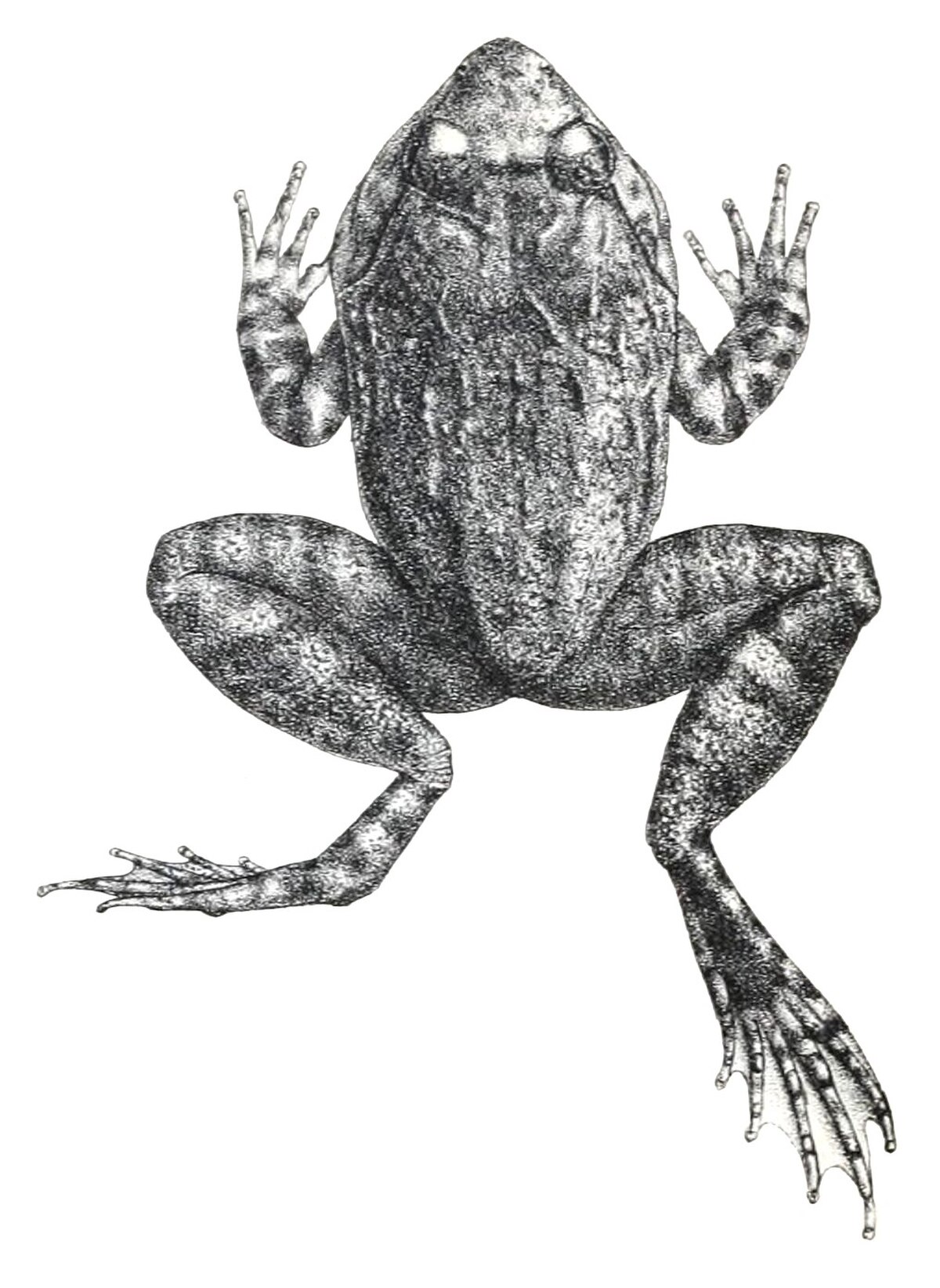 Limnonectes laticeps
