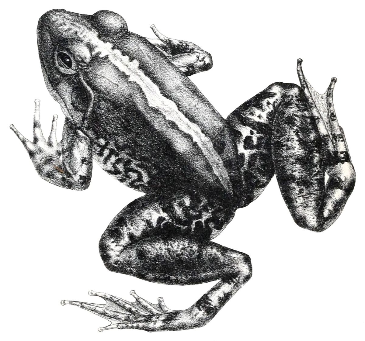 Limnonectes modestus