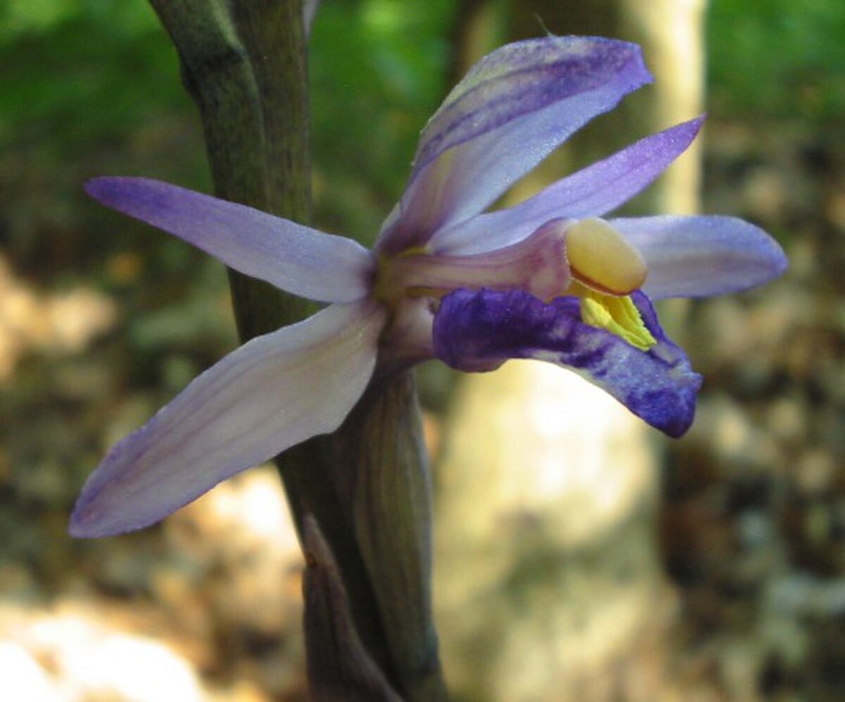Détail des fleurs
