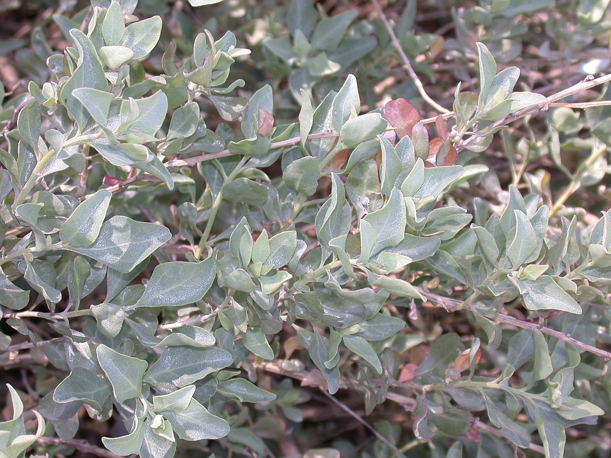 Limoniastrum monopetalum