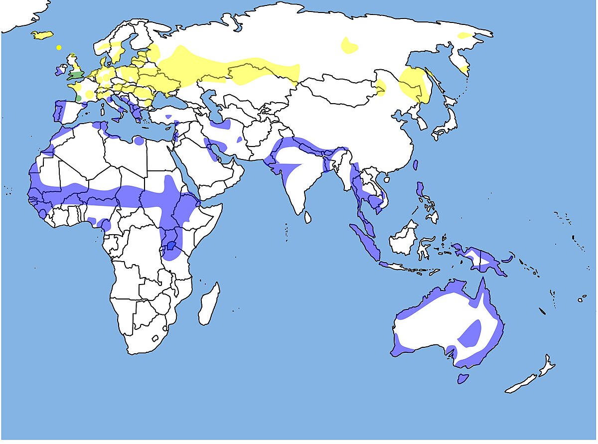 LimosalimosaWorldDistribution.jpg
