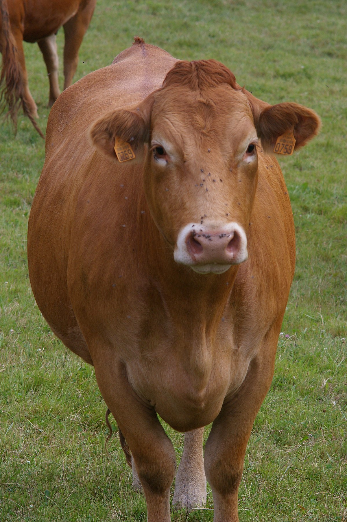 Limousine (race bovine)