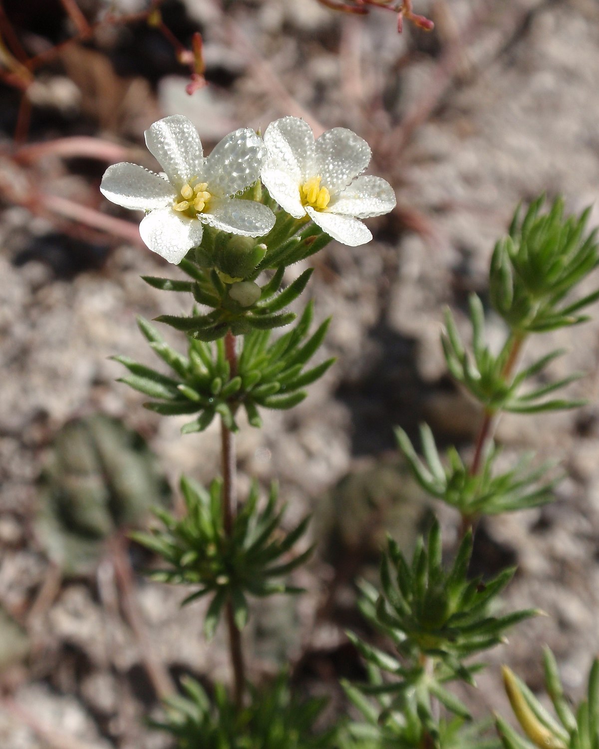 Linanthus