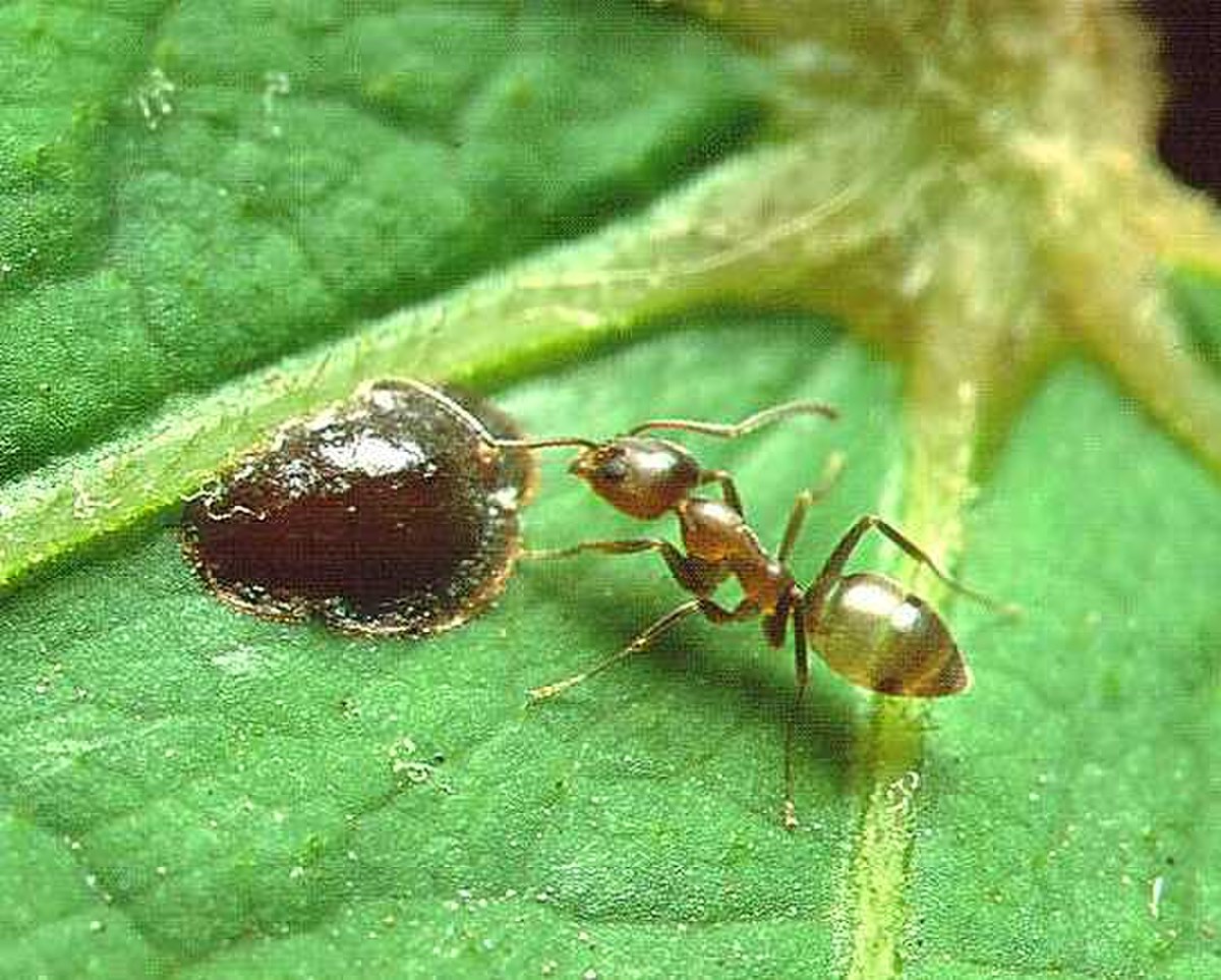 Linepithema