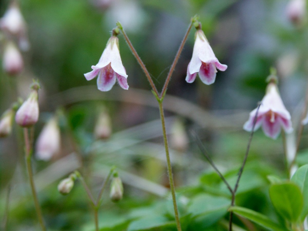 Linnaeaceae