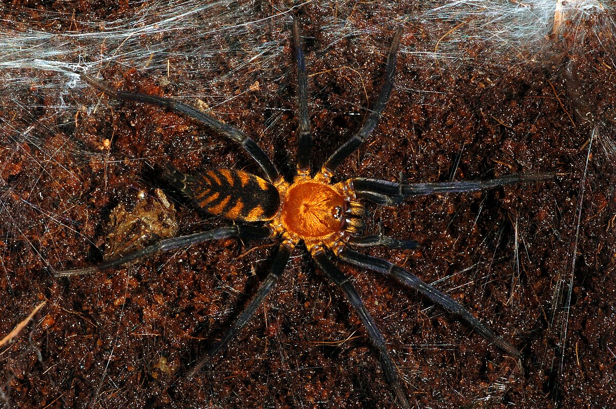 Dipluridae