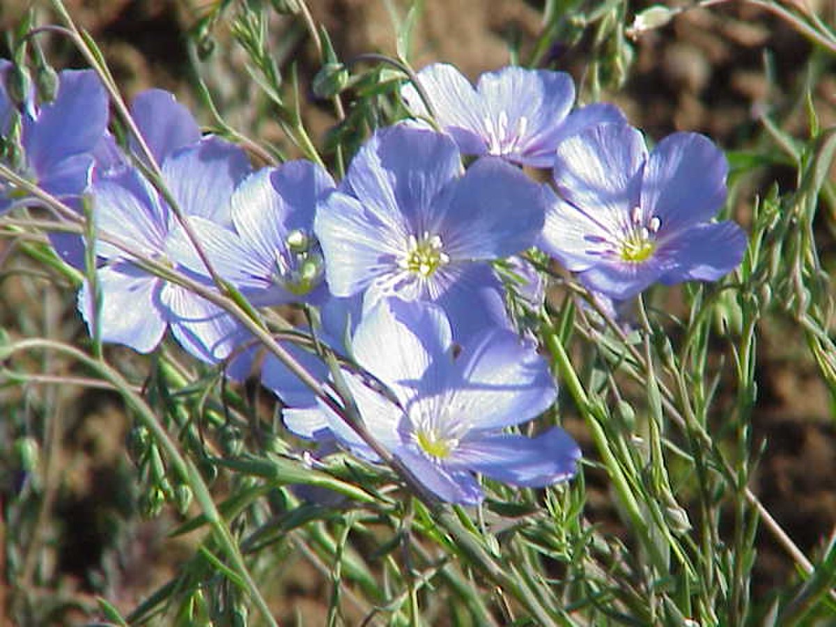 Linaceae