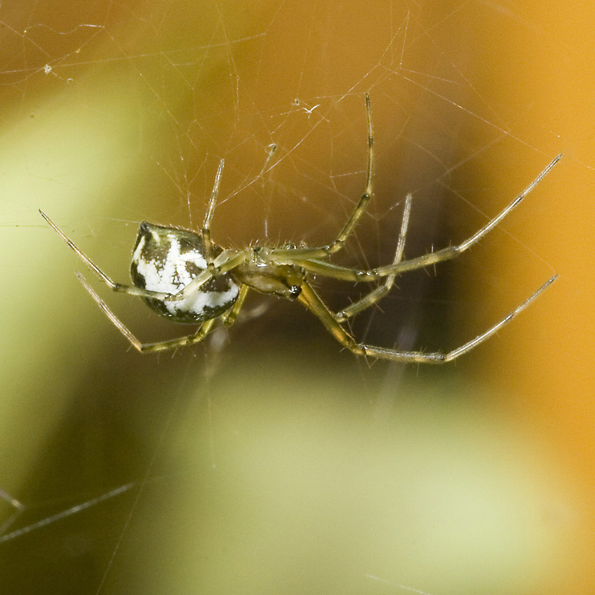 Linyphiidae