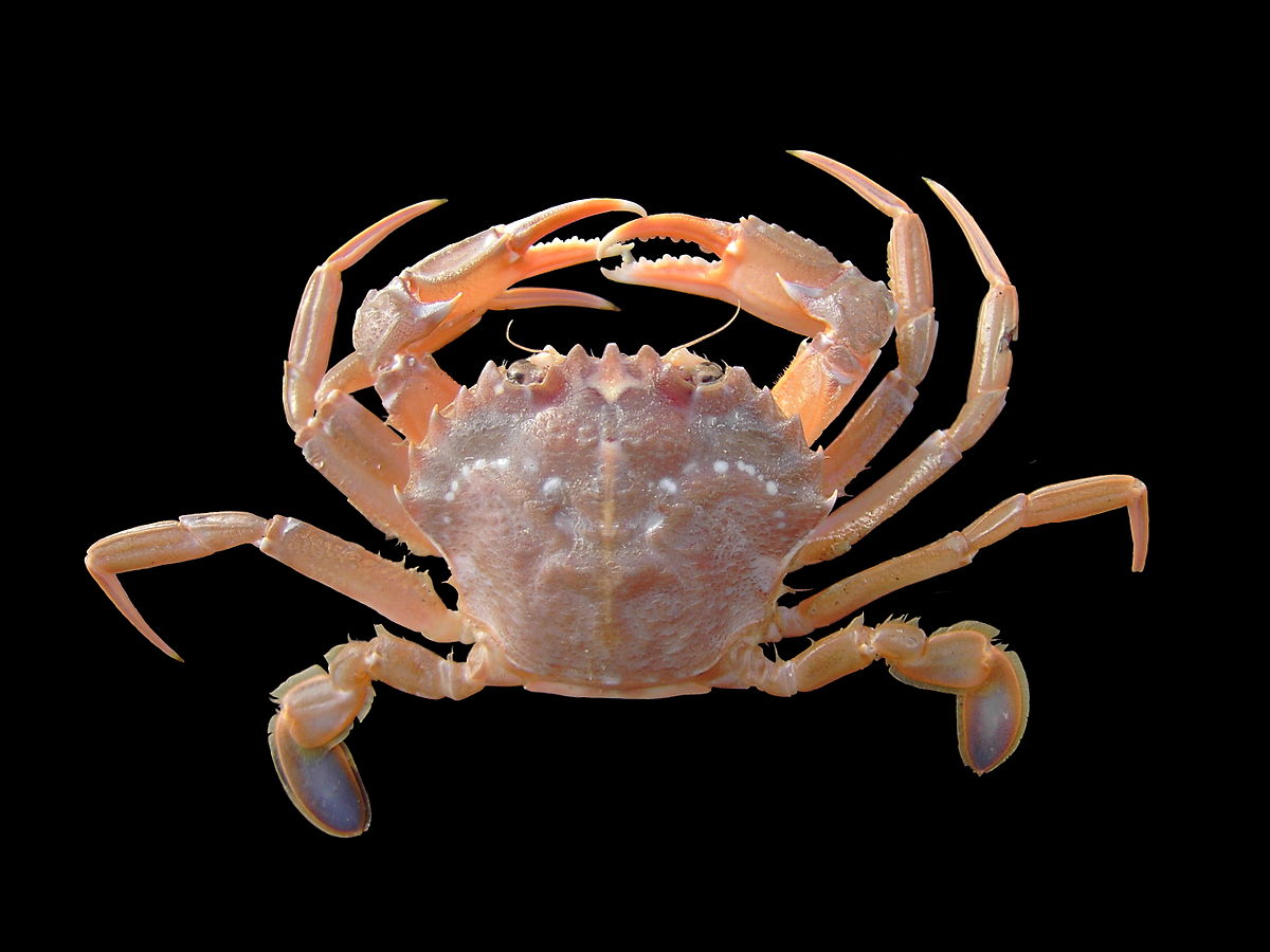 Liocarcinus