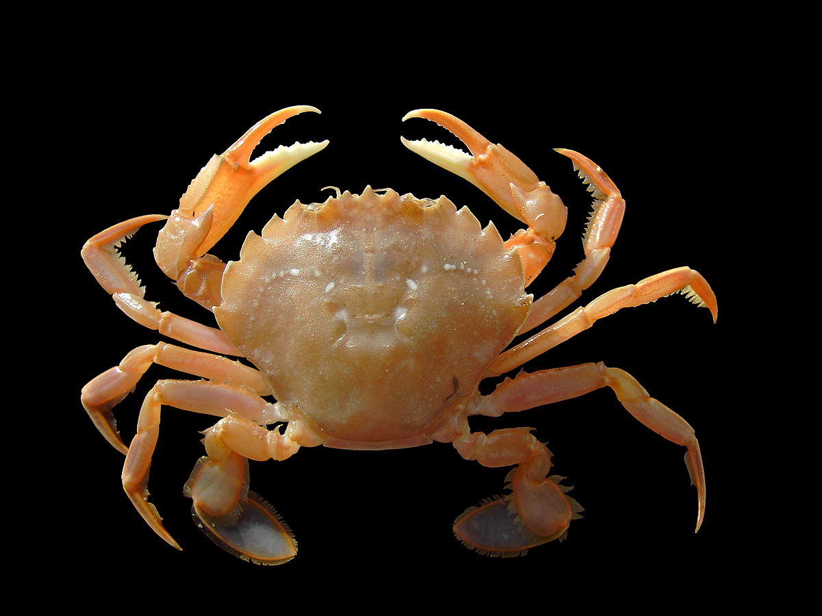 Portunoidea