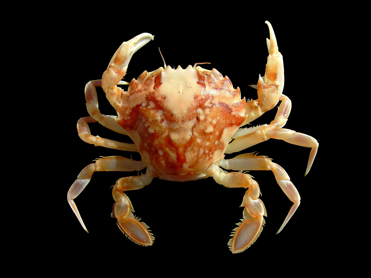 Brachyura