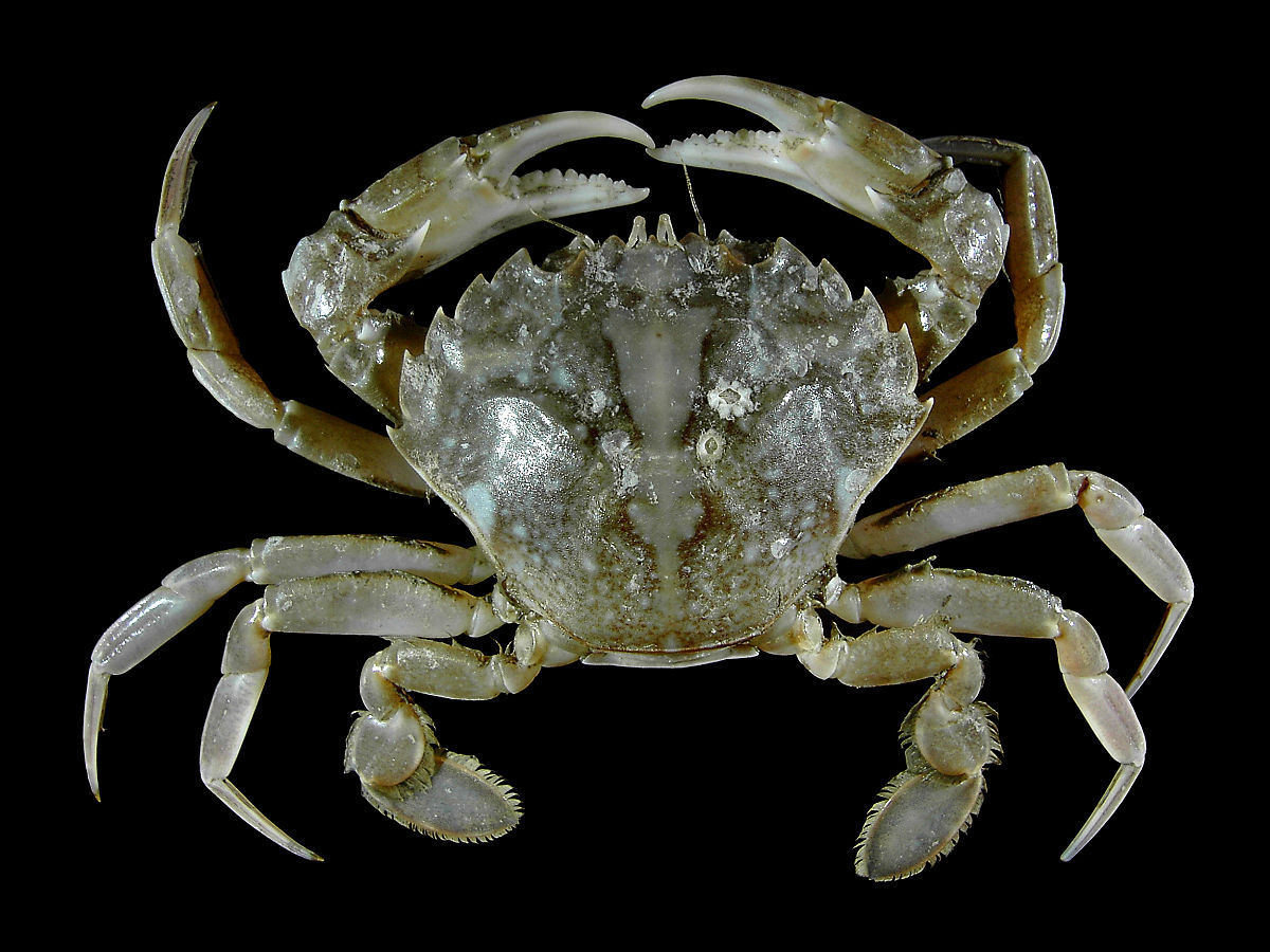 Liocarcinus vernalis.jpg