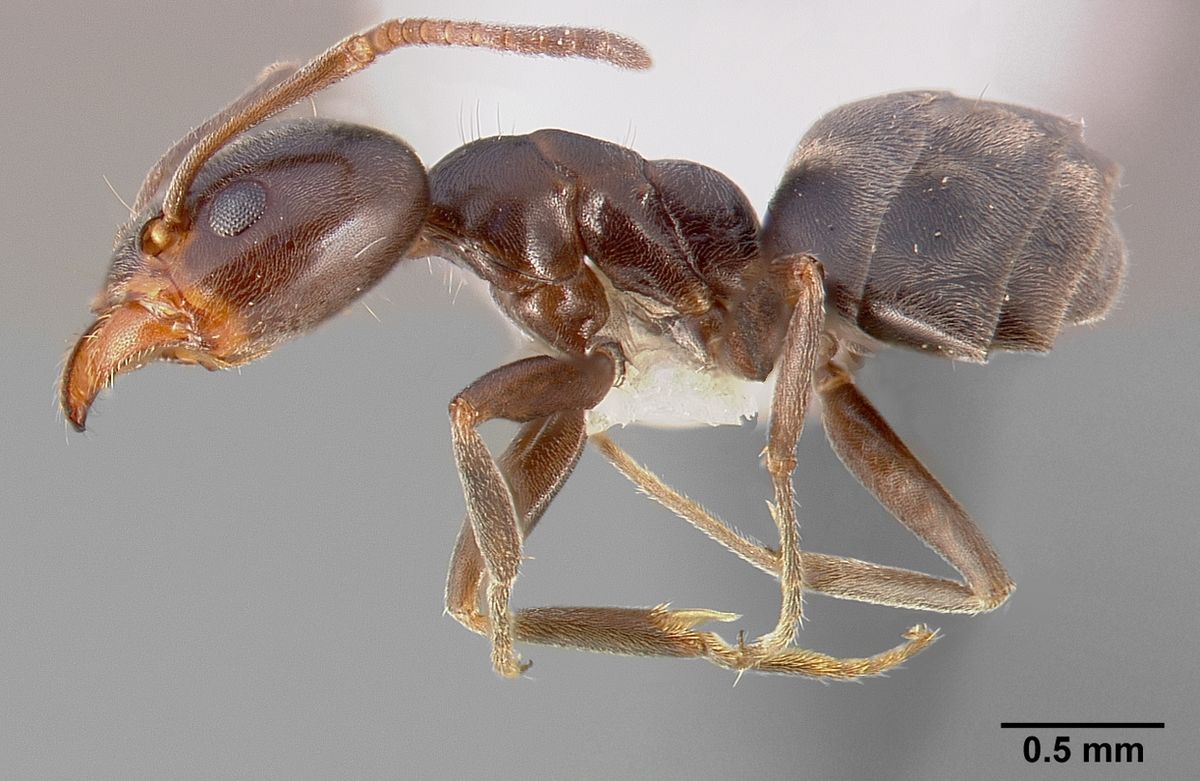 Liometopum