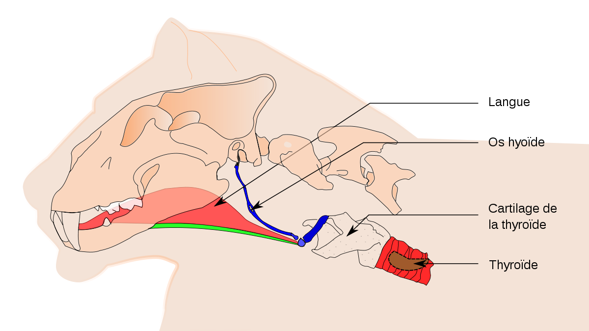 Rugissement