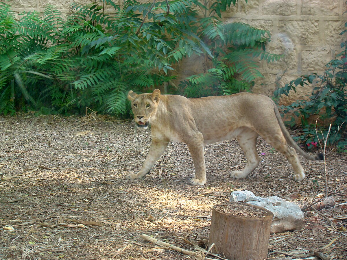Marozi