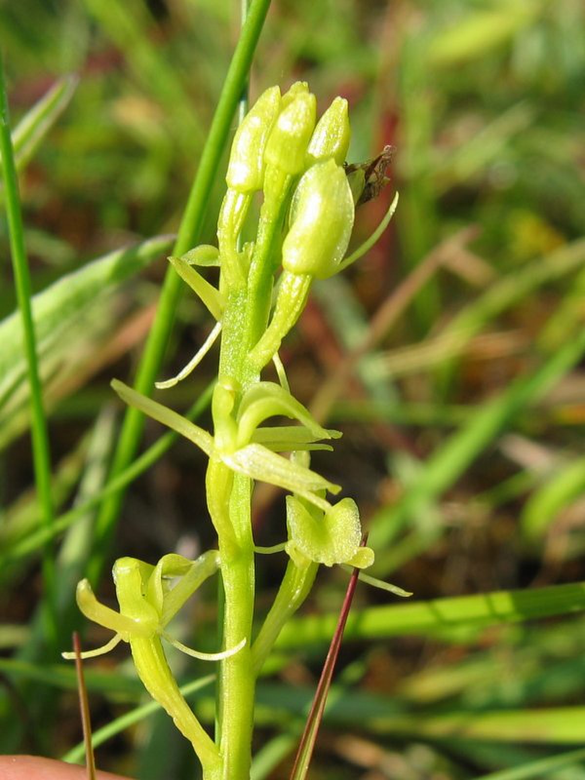 Liparis (plante)