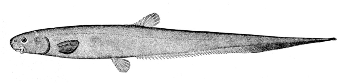 Notacanthiformes
