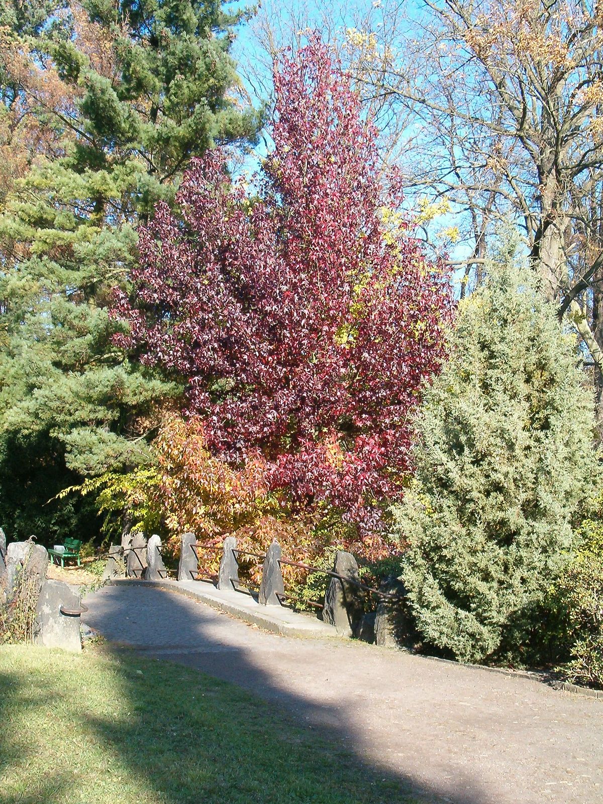 Liquidambar styraciflua