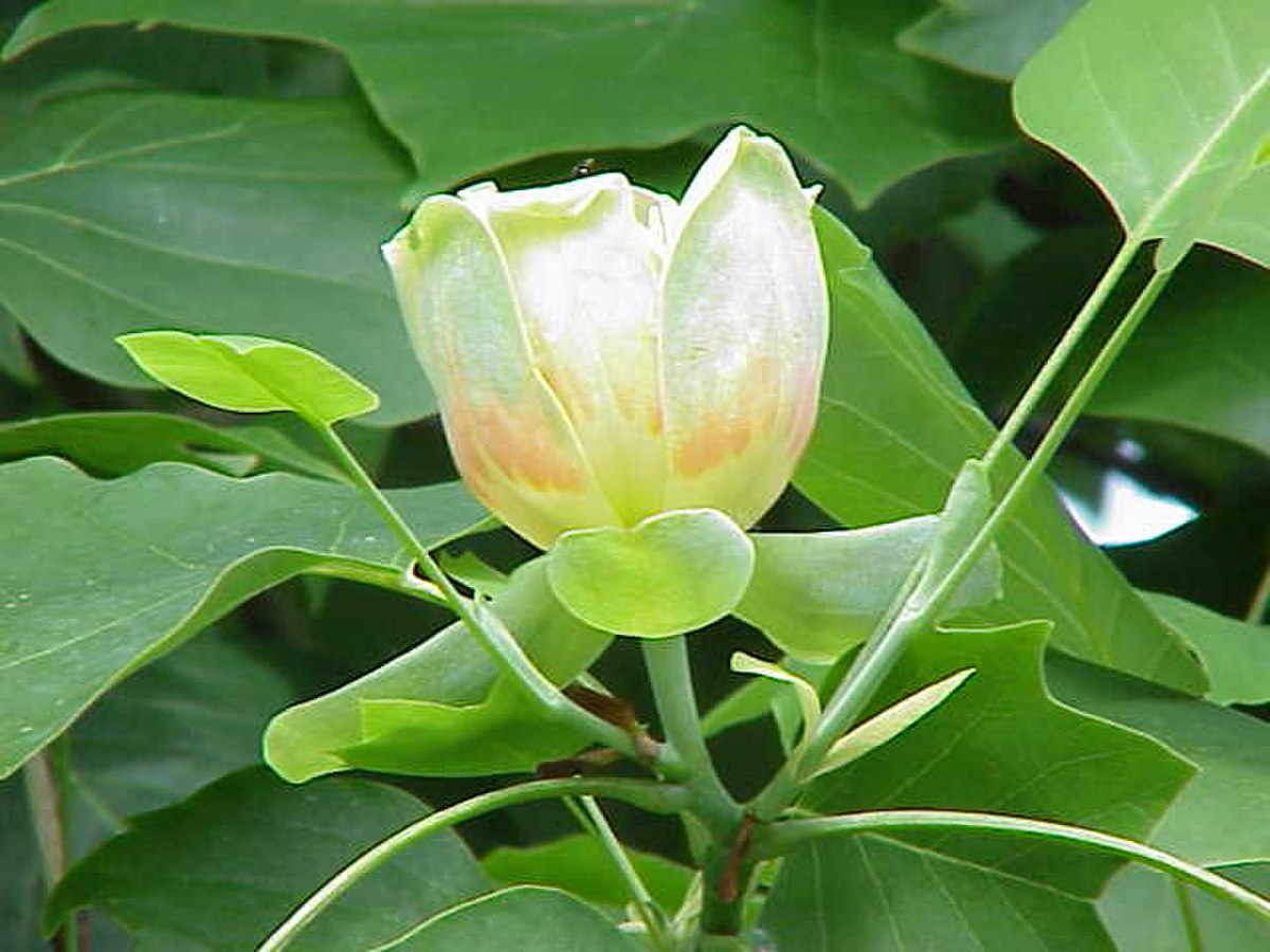 Liriodendron tulipifera3.jpg