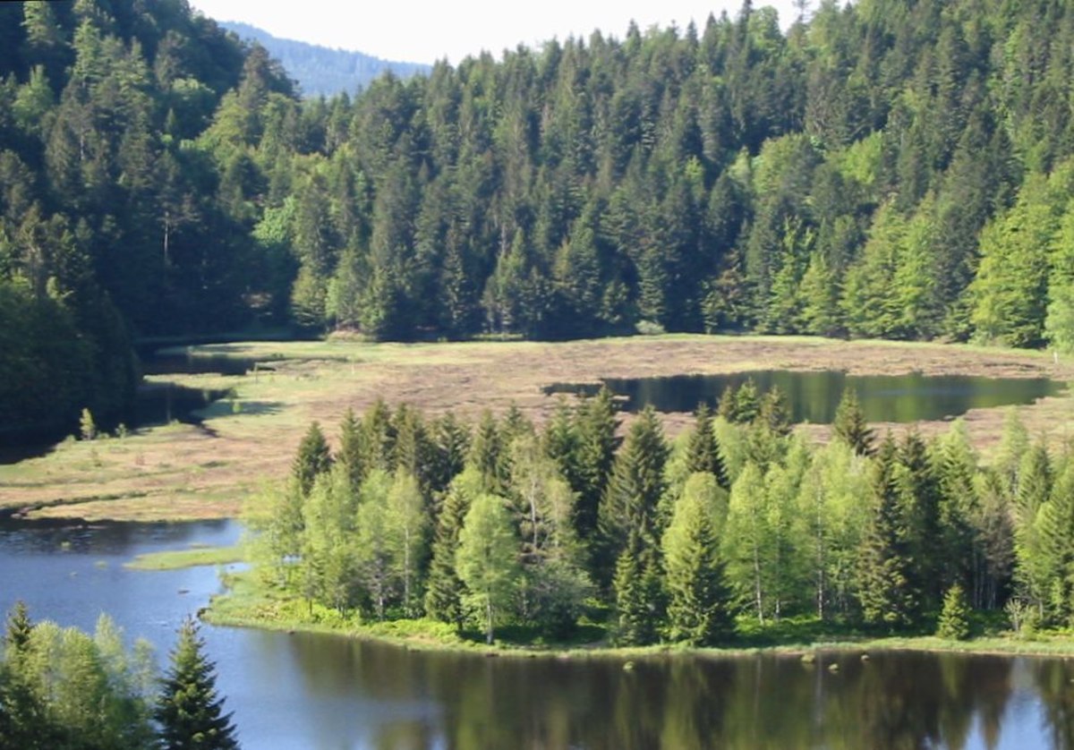 Tourbière