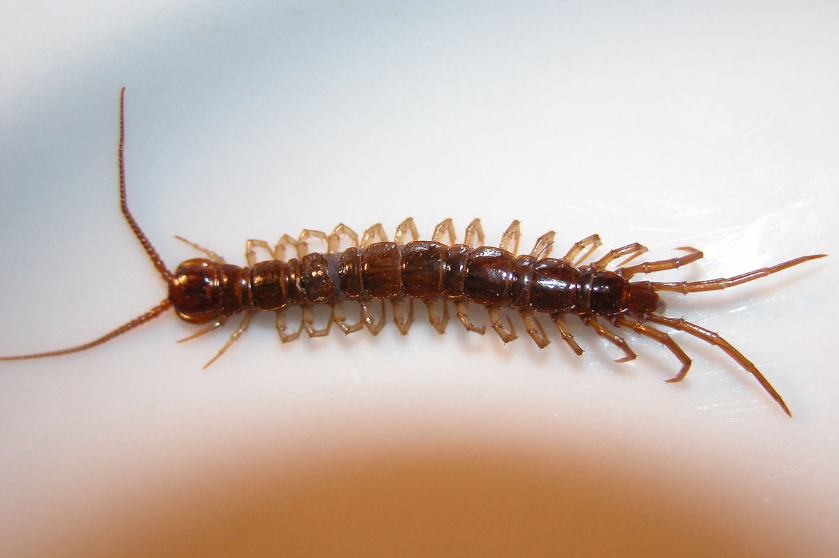 Chilopoda