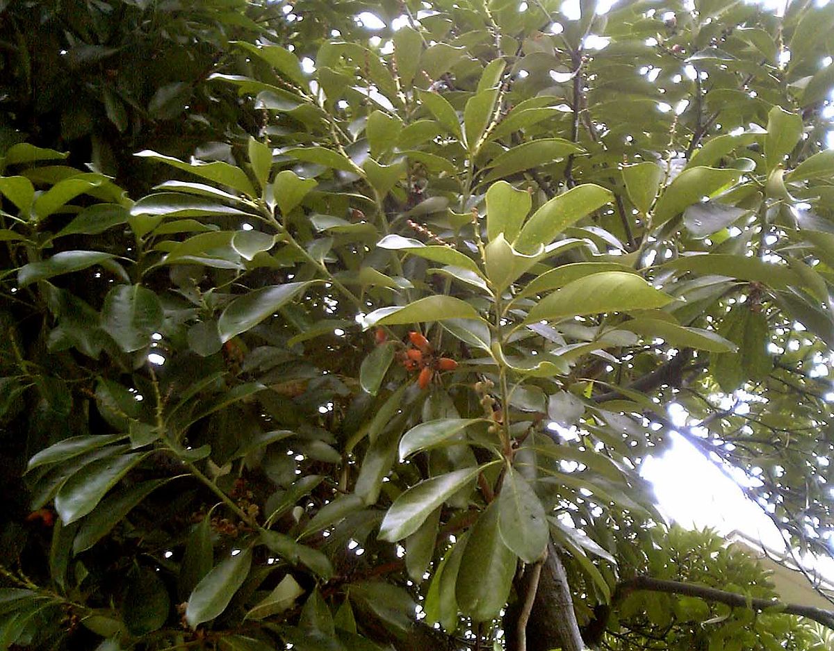 Lithocarpus