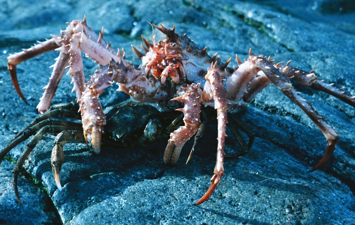 Lithodes
